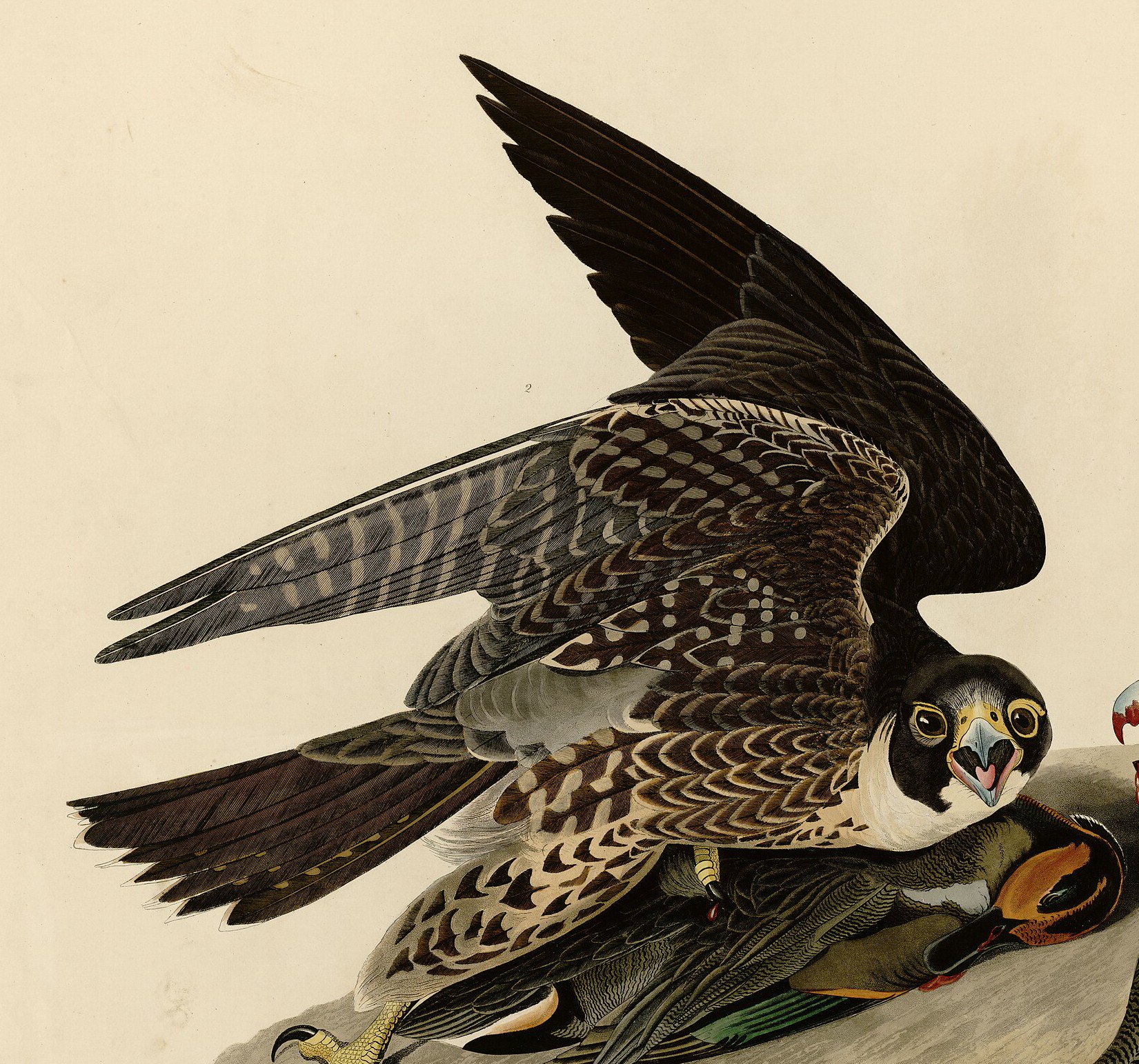 Peregrine falcon, Audubon plate.