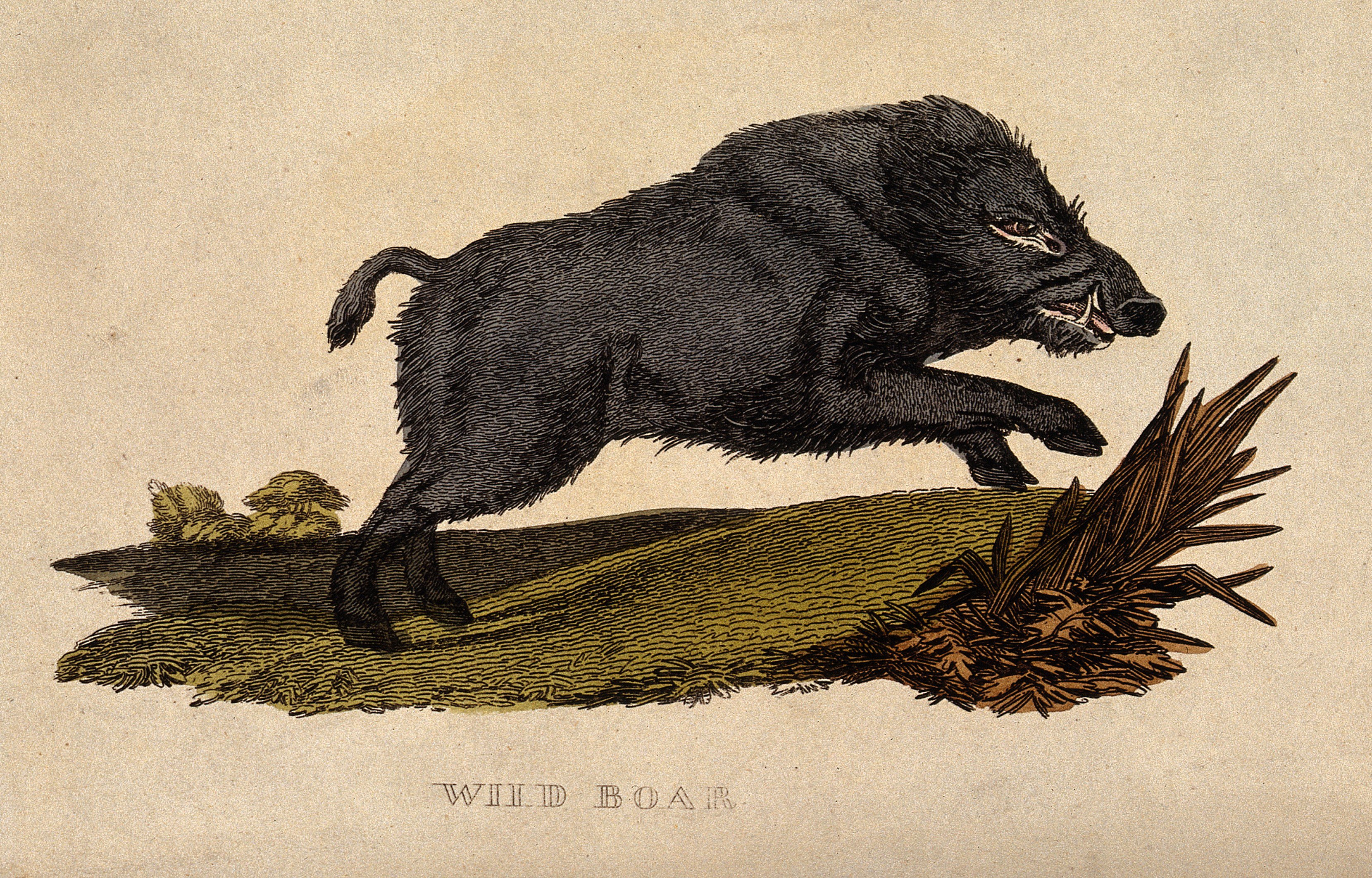 A wild boar charging, coloured etching.