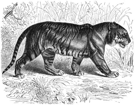 Bengal tiger in side profile.