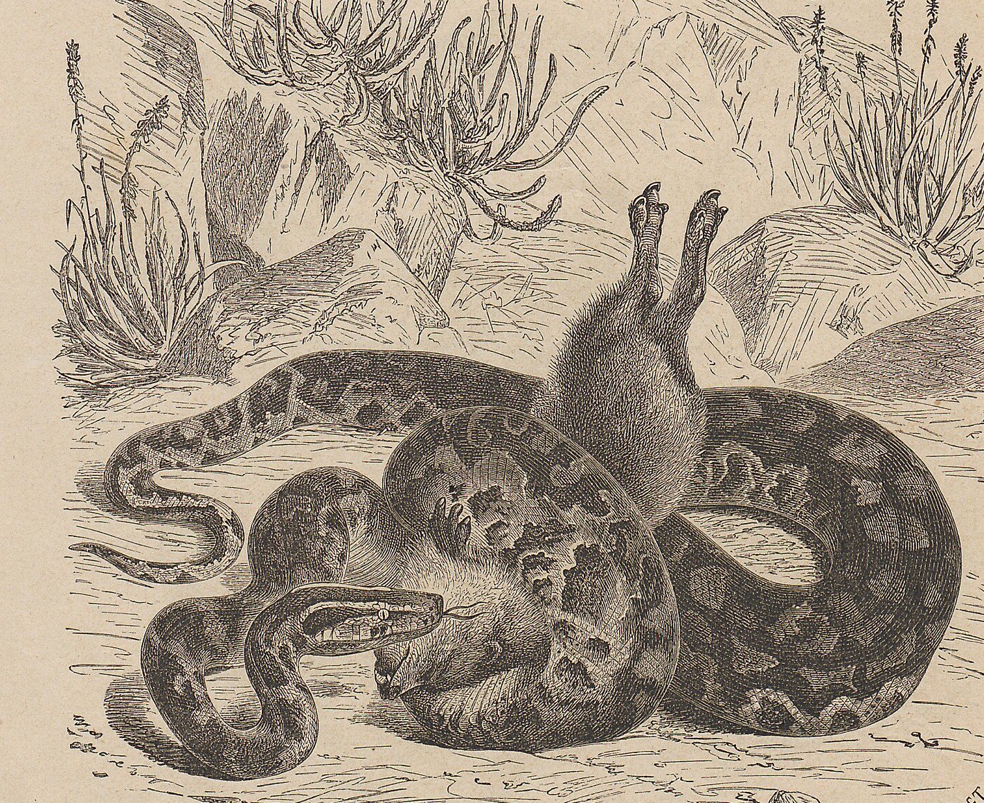 African rock python.