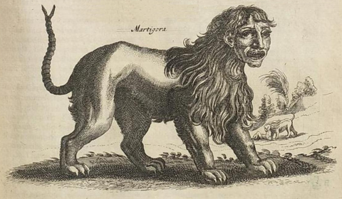 Engraving of a manticore: lion's body, human face, spiked tail (Jonston/Merian, 1657).