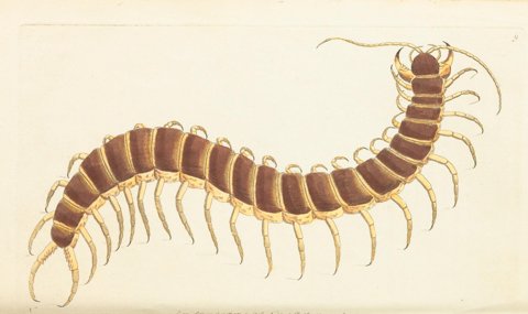 Great Scolopendra centipede, hand-coloured.