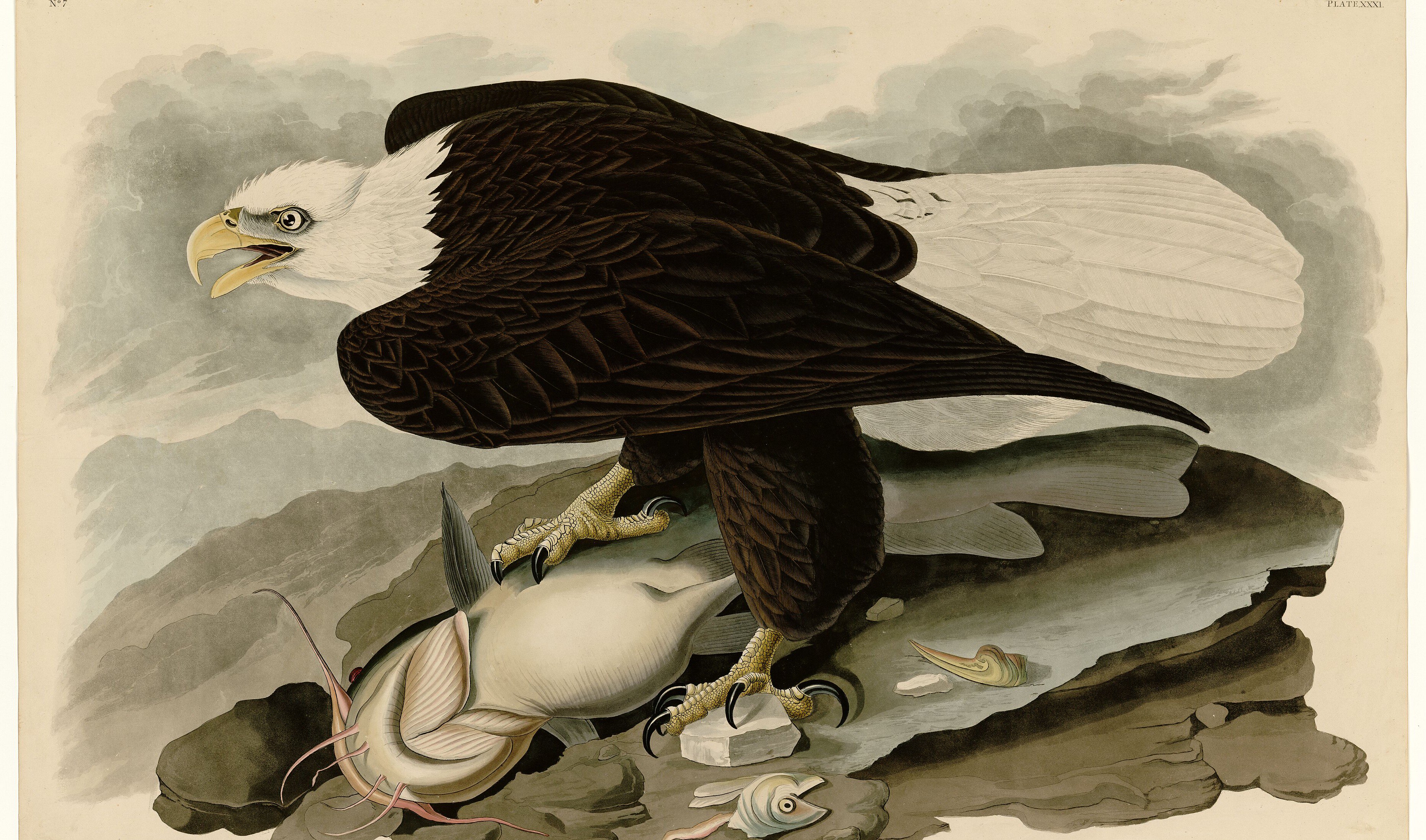 Bald eagle, Audubon aquatint.