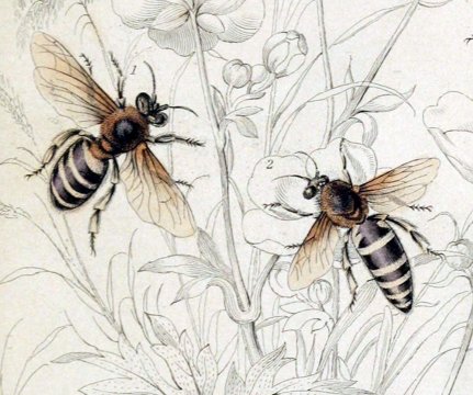 Honeybee specimen plate.