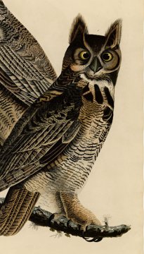 Great horned owls, Audubon plate.
