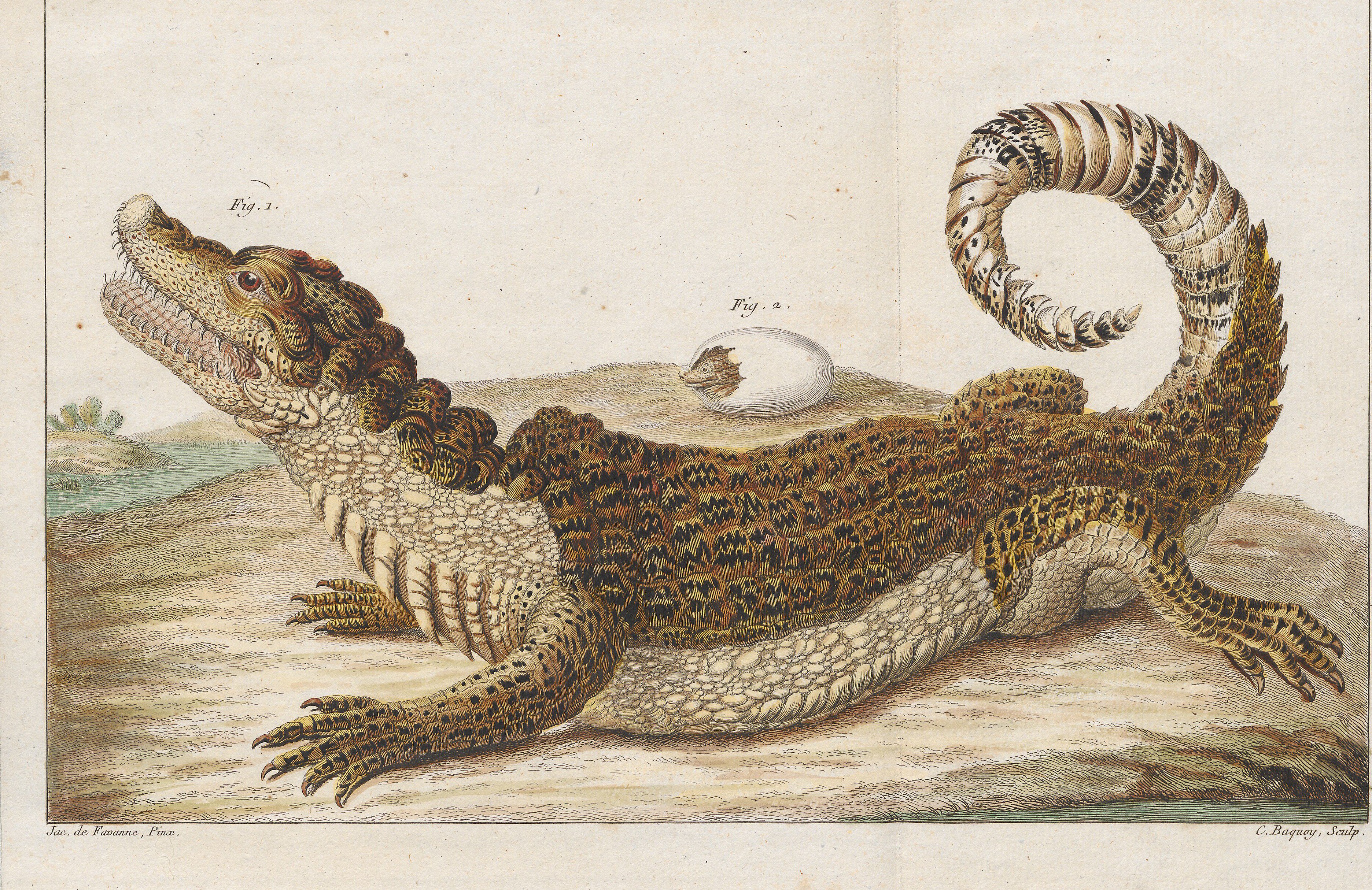 Nile crocodile in lateral profile.