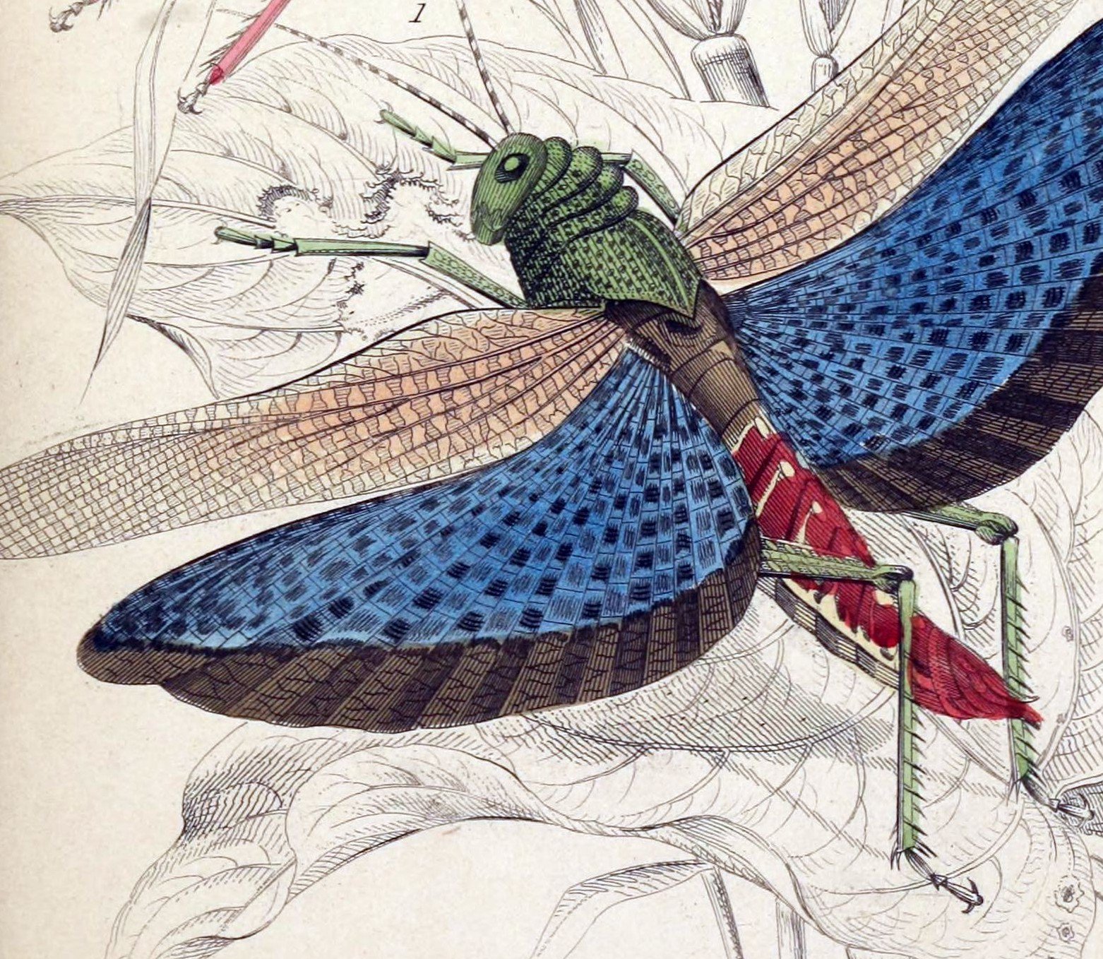 Two locust species, hand-coloured.