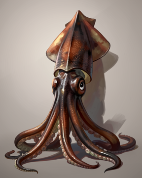 Squid, Giant