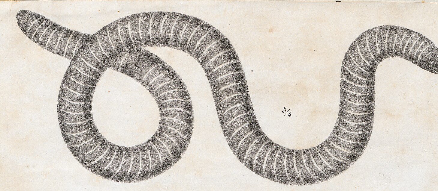 Ringed caecilian, legless amphibian.