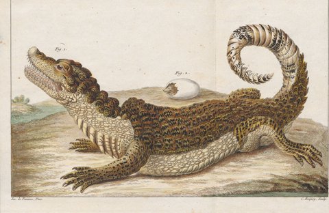 Nile crocodile in lateral profile.