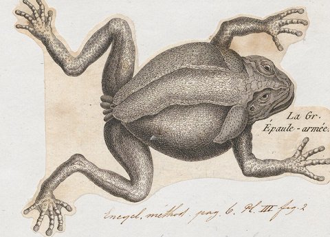 Cane / giant toad.