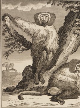 Hamadryas baboon.