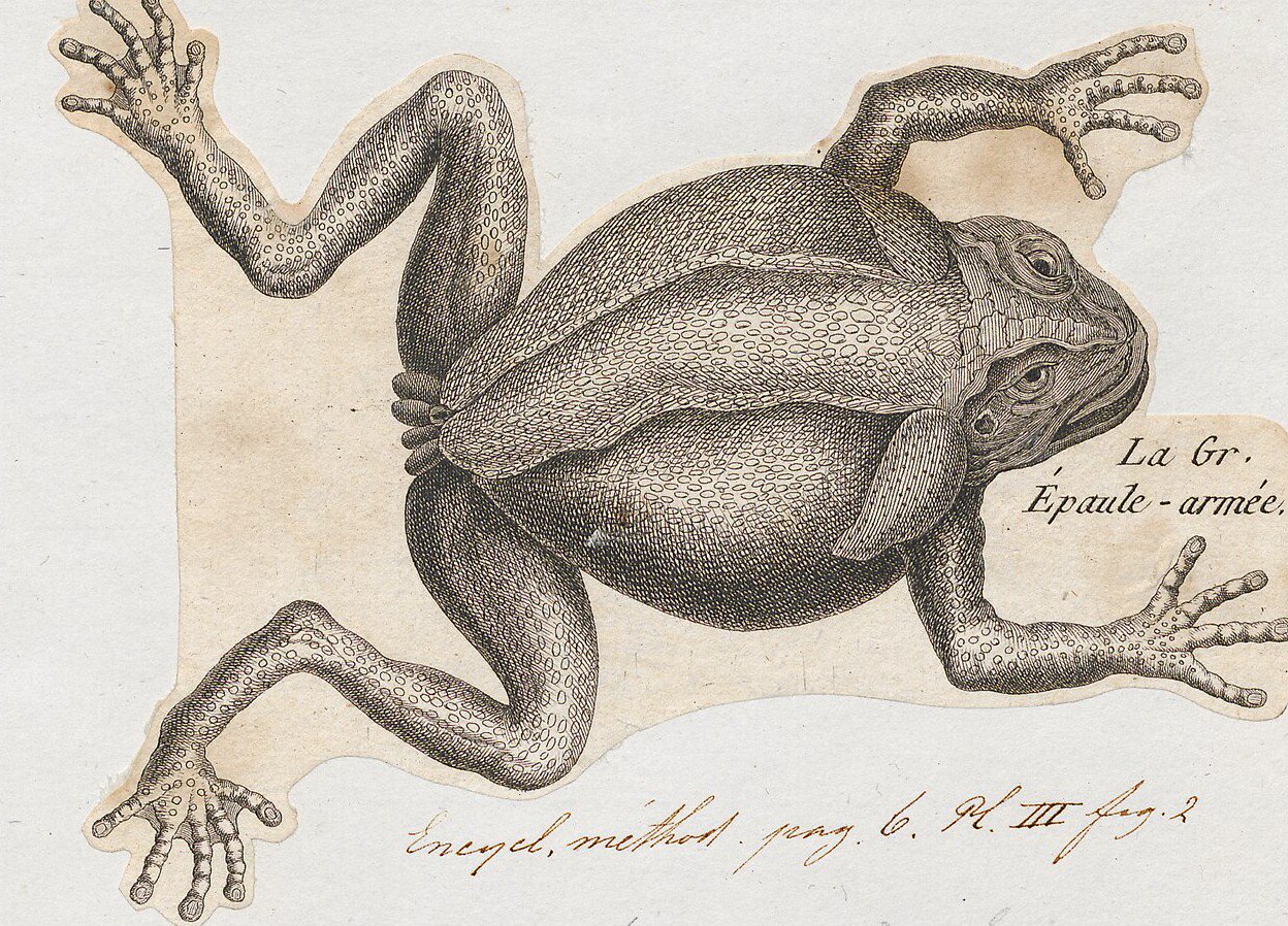 Cane / giant toad.