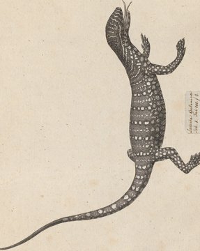 Nile monitor lizard, full body.