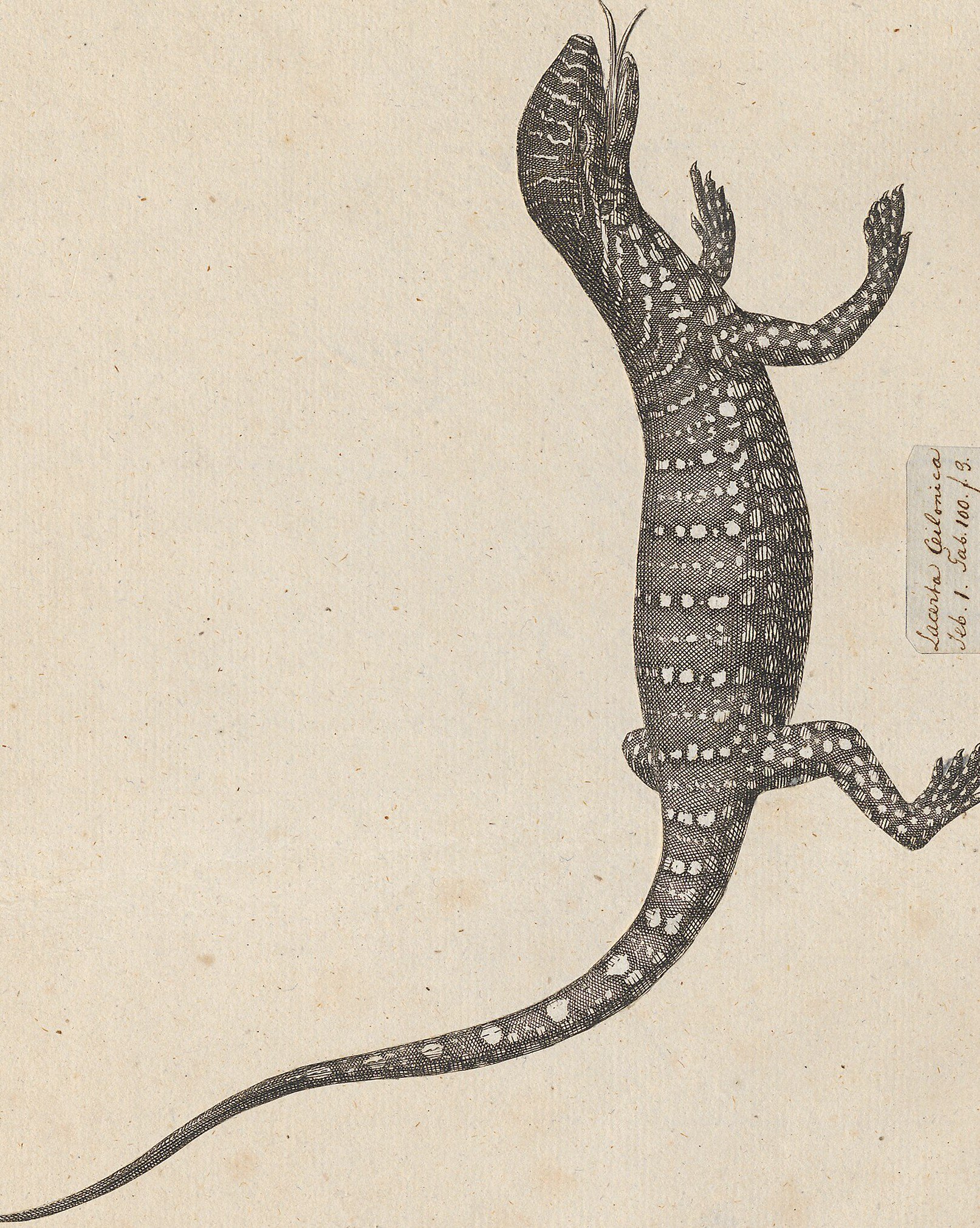 Nile monitor lizard, full body.