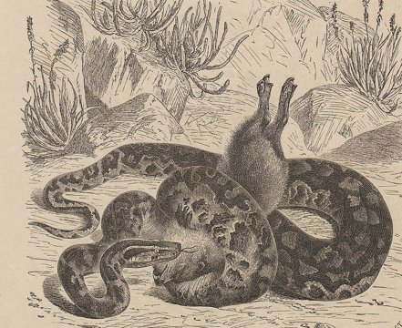 African rock python.