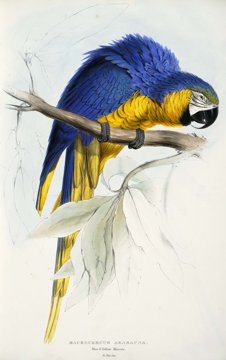 Blue-and-yellow macaw, Lear lithograph.