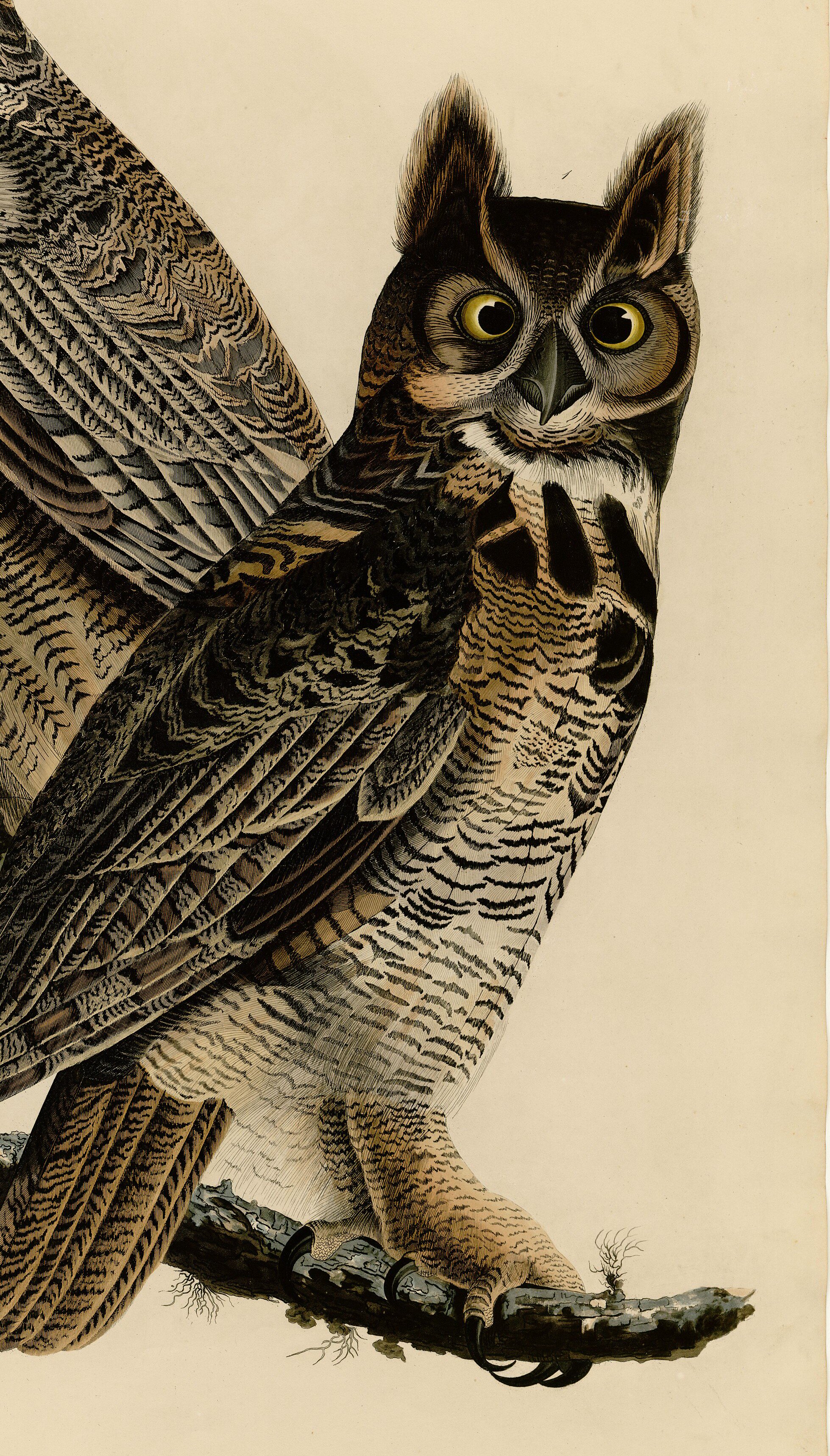 Great horned owls, Audubon plate.