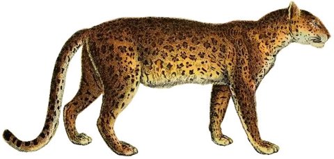 Leopard in profile on a white background.