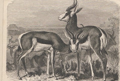 Springbok antelope in profile.