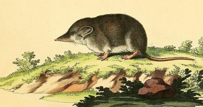 Common shrew, naturalistic plate.