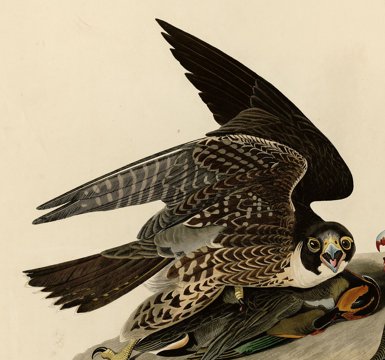 Peregrine falcon, Audubon plate.