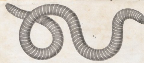 Ringed caecilian, legless amphibian.