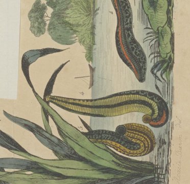 Medicinal leech specimen.