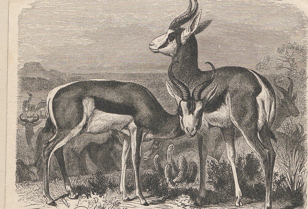 Springbok antelope in profile.