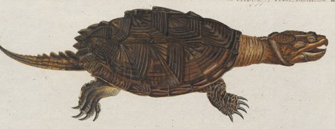 Common snapping turtle.