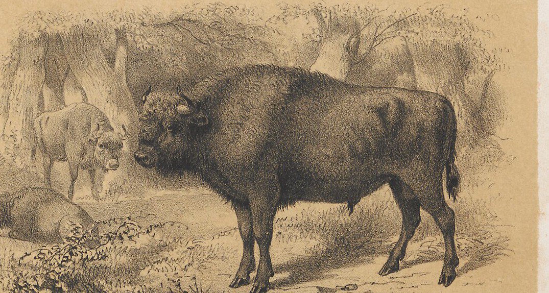 European bison in profile.