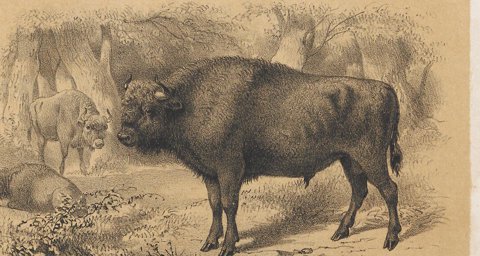 European bison in profile.
