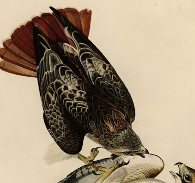 Red-tailed hawks, Audubon plate.